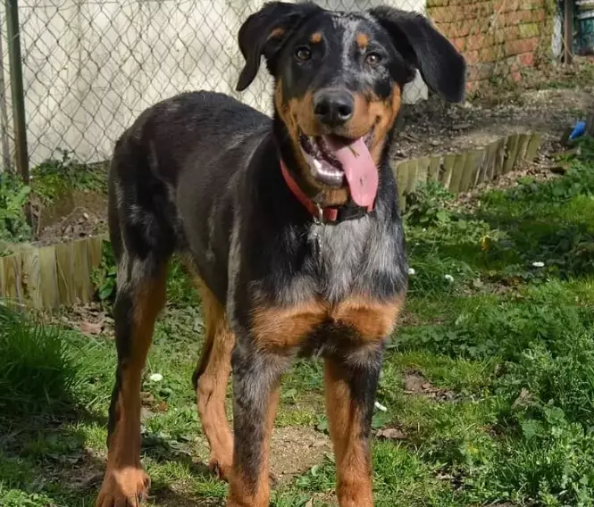 beauceron rarity beauceron rarity