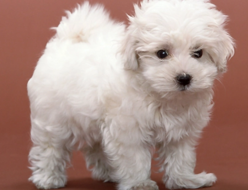 bichon frise common causes of death