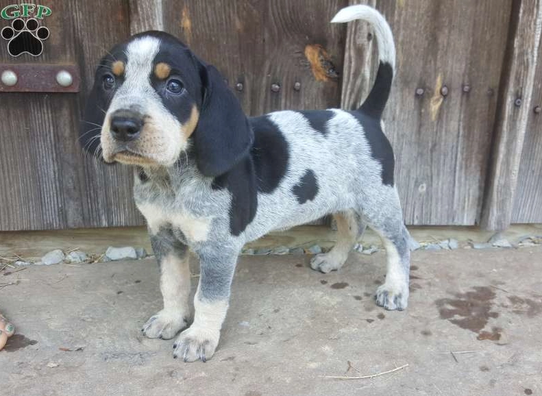 How much does a Bluetick Coonhound puppy cost?