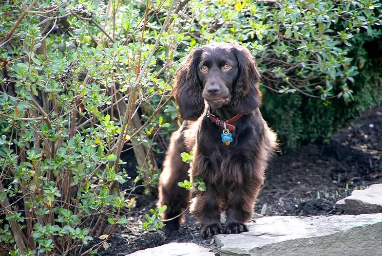 Boykin Spaniel growth chart