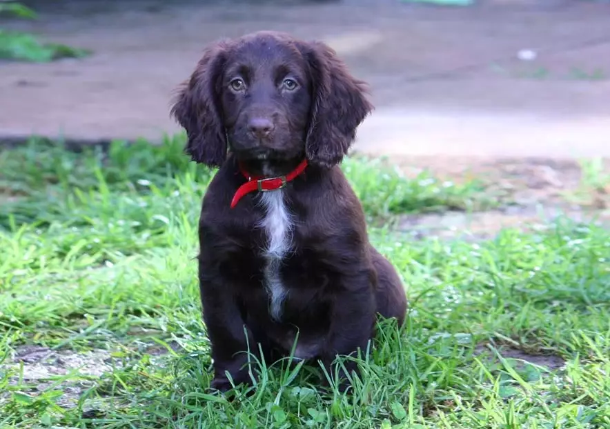 Boykin Spaniel weight