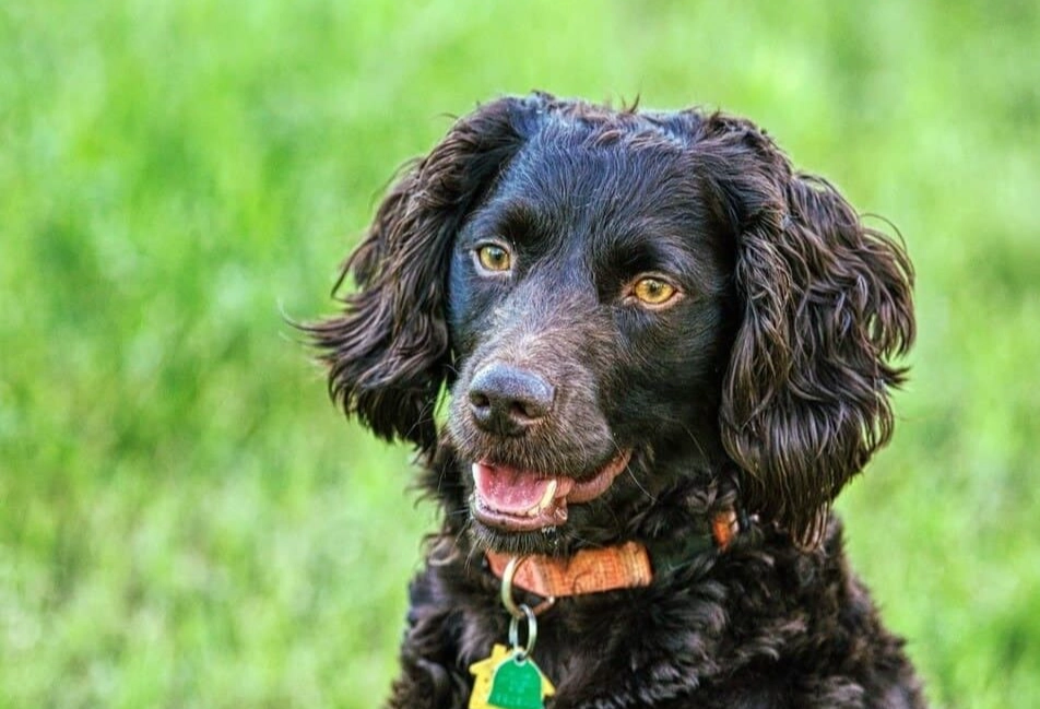 black Boykin Spaniel grooming