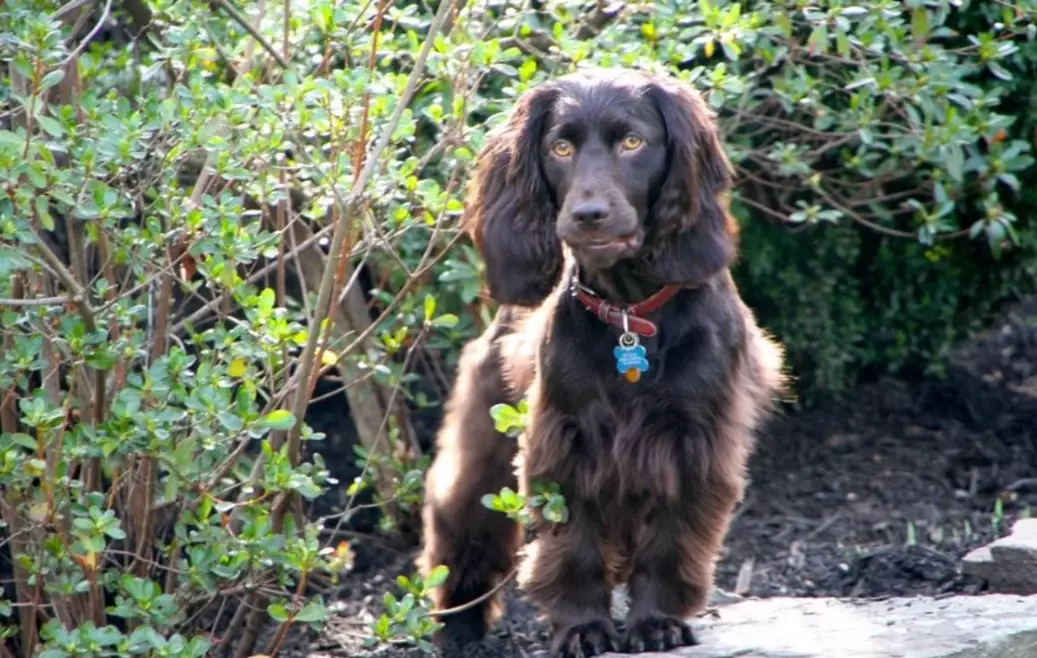 Boykin Spaniel cost