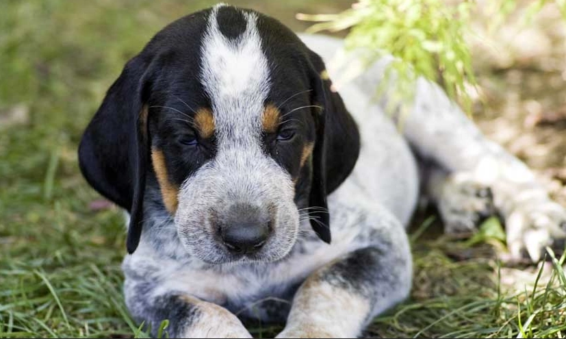 Bluetick Coonhound breeder Bluetick Coonhound breeder