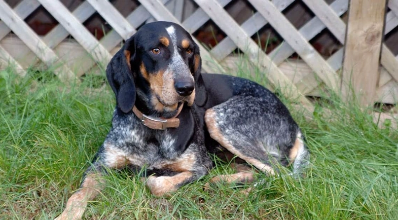 Bluetick Coonhound temperament Bluetick Coonhound temperament