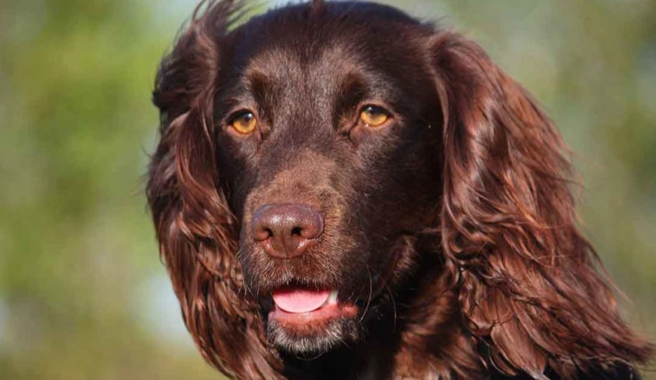 Boykin Spaniel size