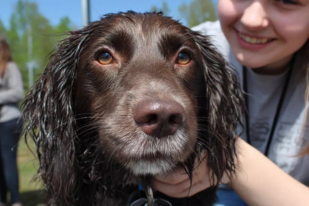 low shedding dog breeds low shedding dog breeds
