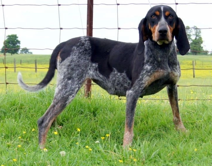 coonhound dog names coonhound dog names