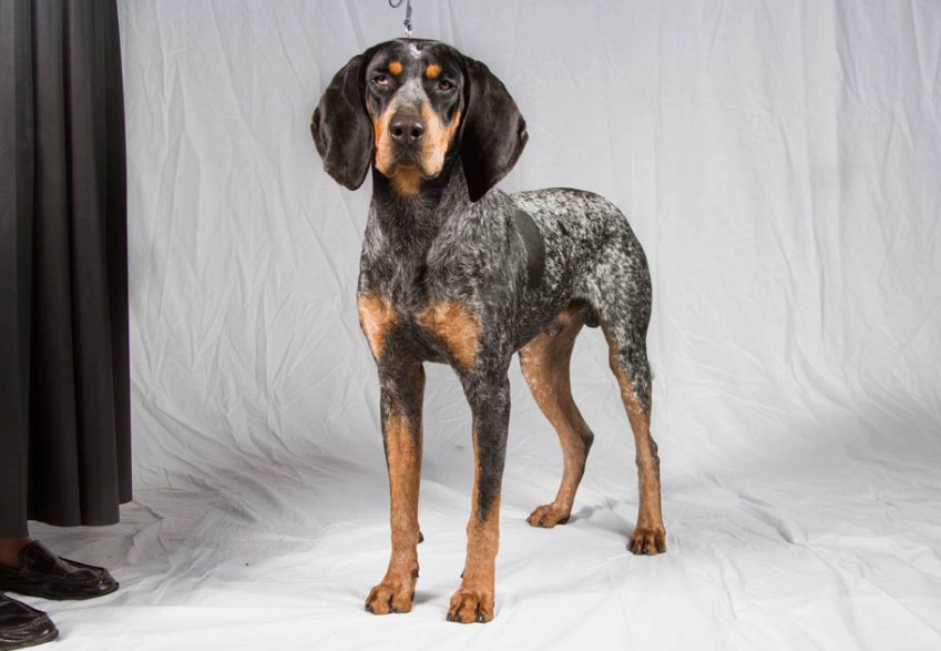 Is a Bluetick Coonhound a good family dog?