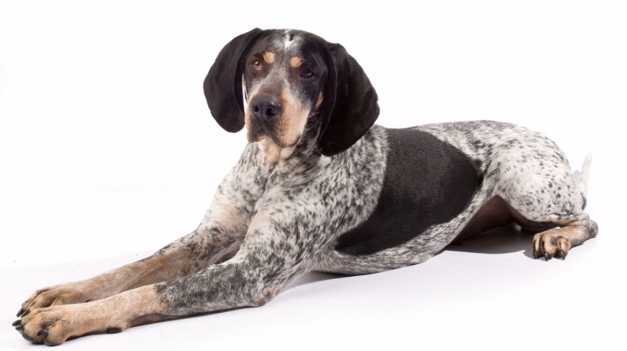 Bluetick Coonhound barking Bluetick Coonhound barking