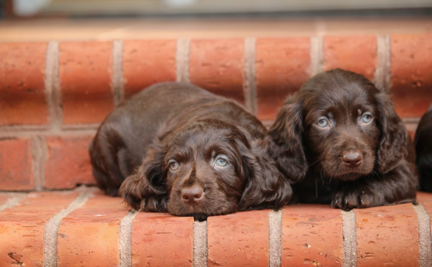 Boykin Spaniel care