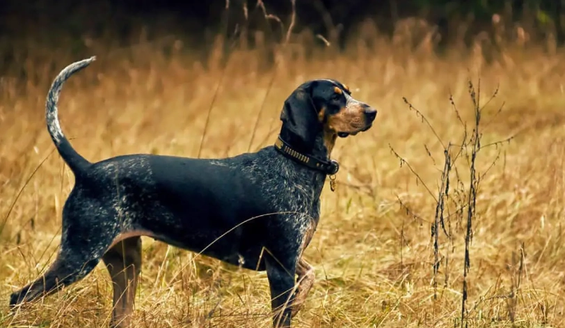 hunting dog names hunting dog names