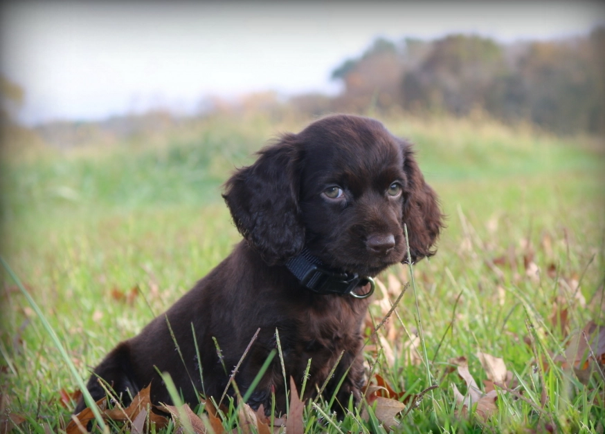 black Boykin Spaniel grooming