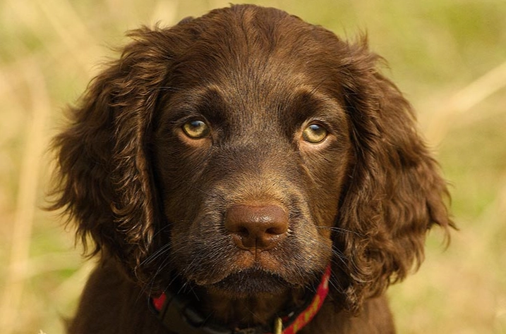 boykin spaniel downsides boykin spaniel downsides