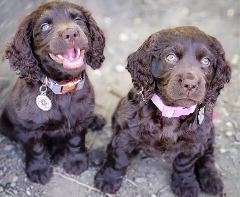 Boykin Spaniel puppy