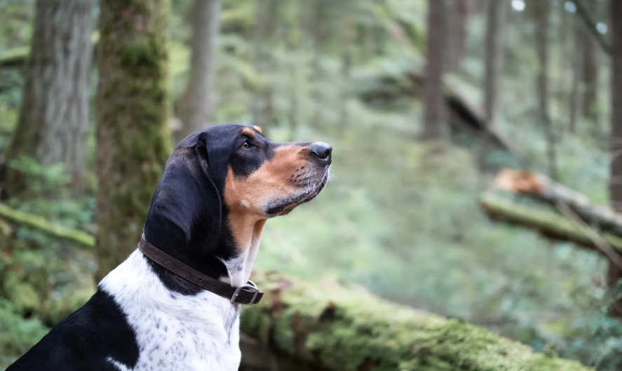 hound dog vocalization