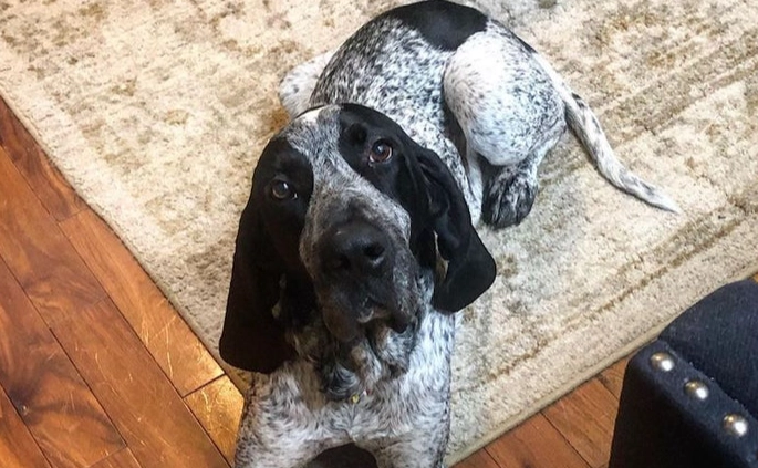 Bluetick Coonhound barking Bluetick Coonhound barking