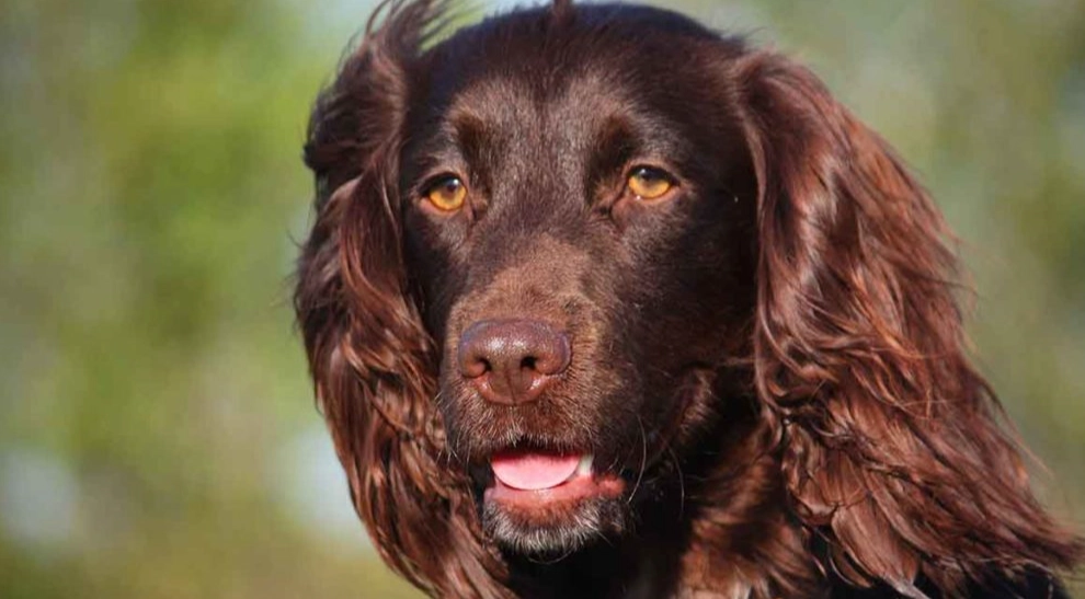 Boykin Spaniel size