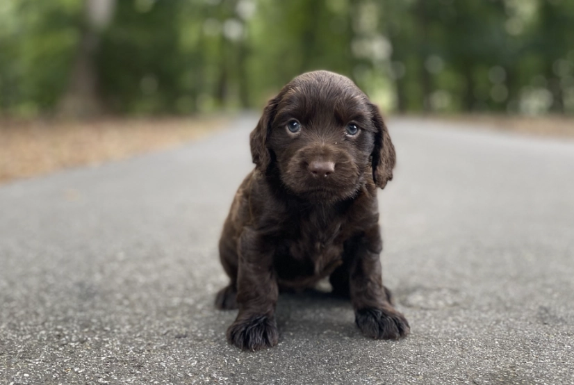 Boykin Spaniel care Boykin Spaniel care
