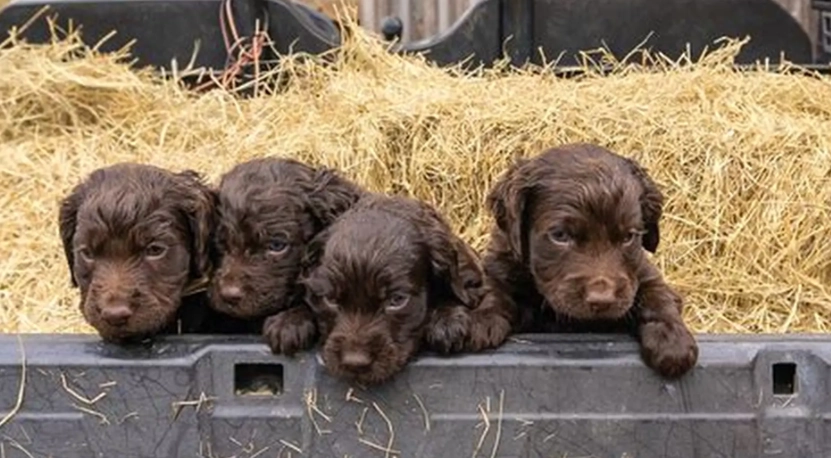 Boykin Spaniel care Boykin Spaniel care