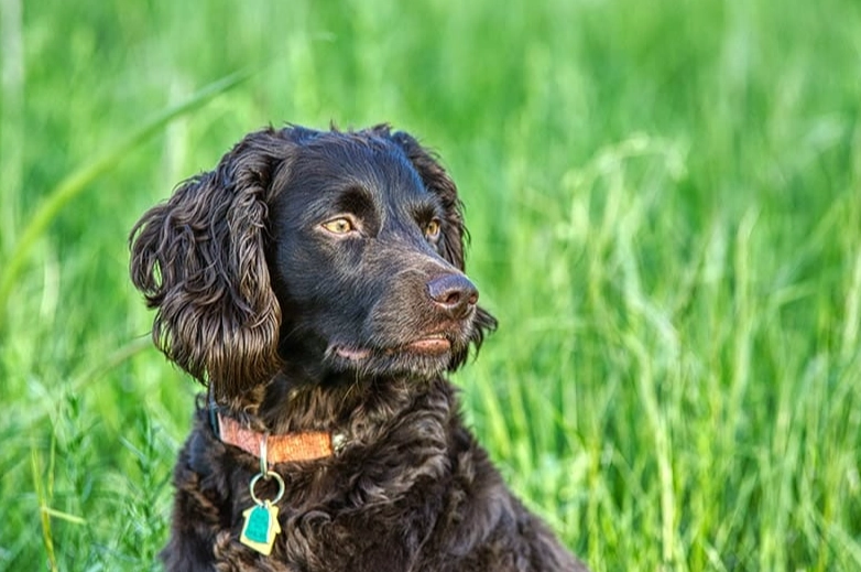 boykin spaniel problems