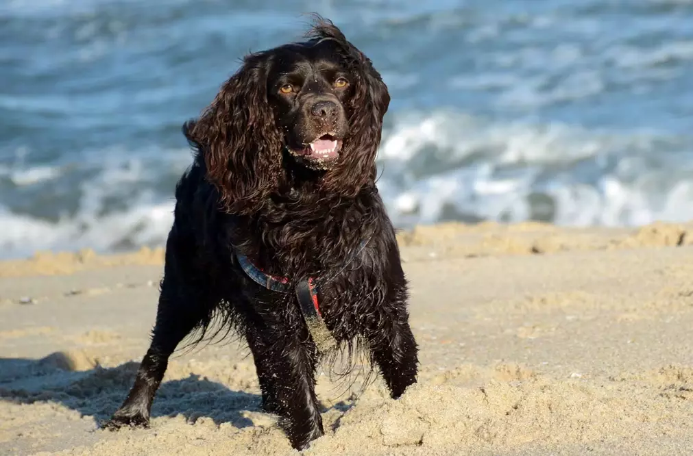 black Boykin Spaniel grooming