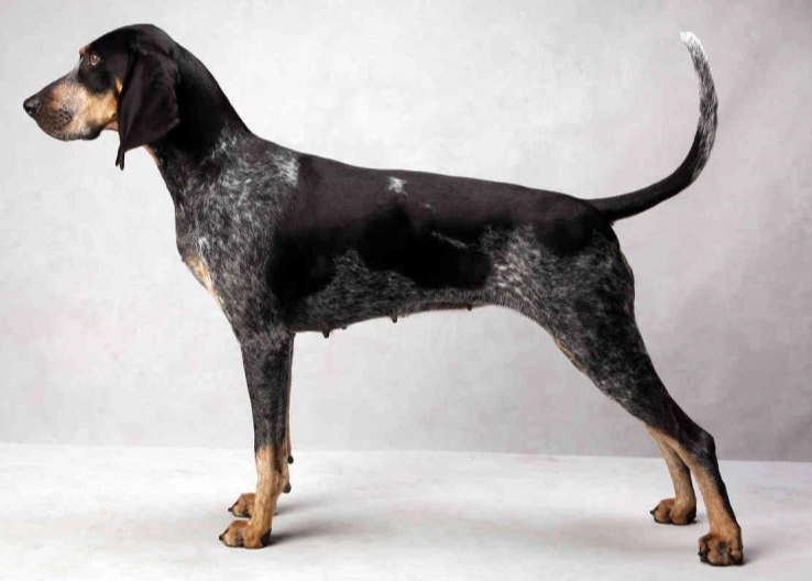 Bluetick Coonhound family dog