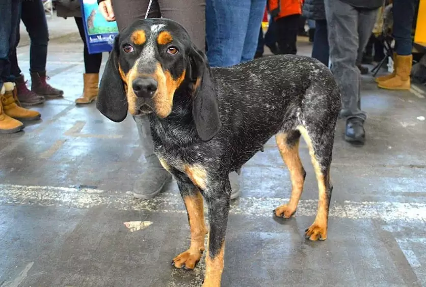Bluetick Coonhound mix temperament