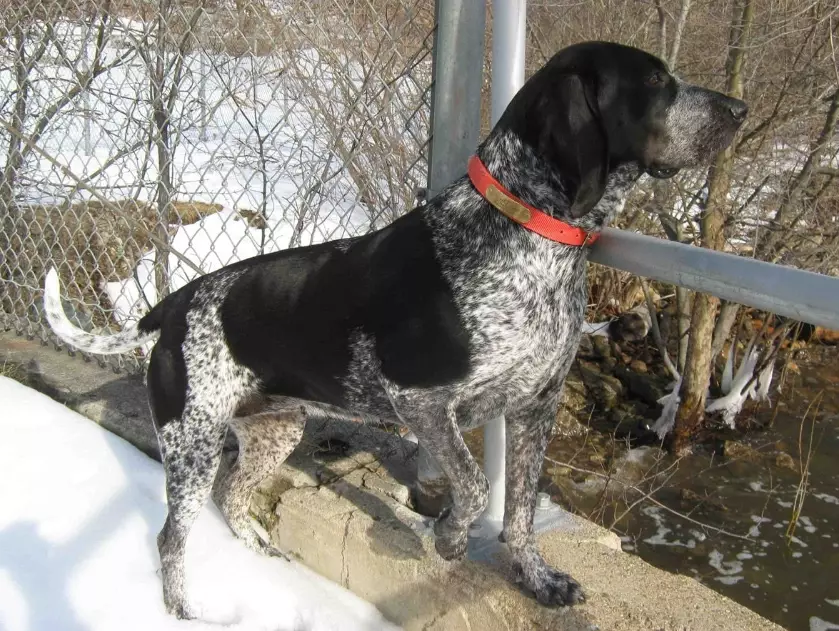 Bluetick Coonhound care Bluetick Coonhound care
