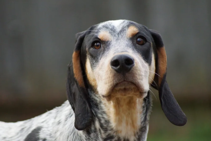 coonhound dog names coonhound dog names