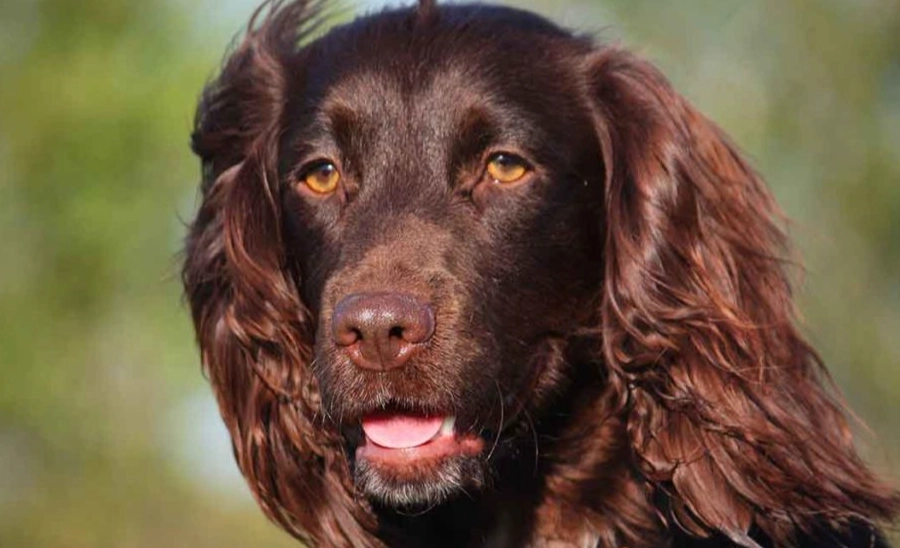 boykin spaniel cons