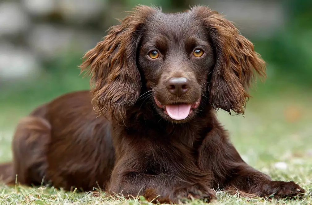 Boykin Spaniel puppy cost