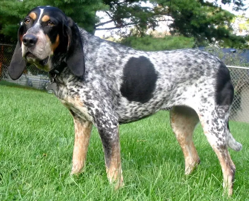 Bluetick Coonhound colors