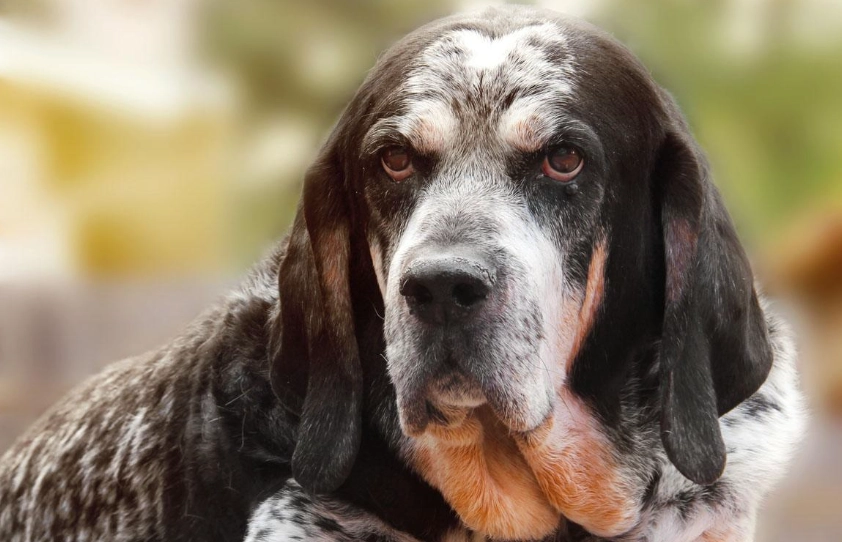 Bluetick Coonhound coat colors Bluetick Coonhound coat colors