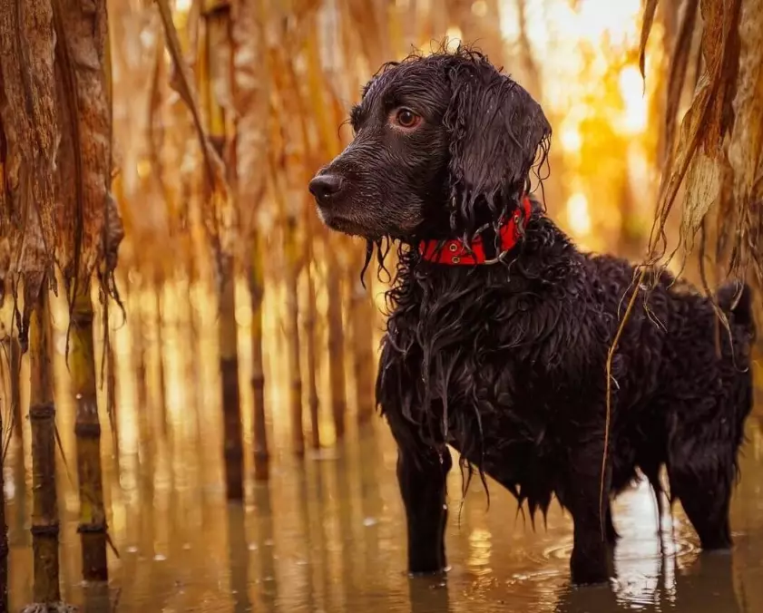 rare black Boykin Spaniel