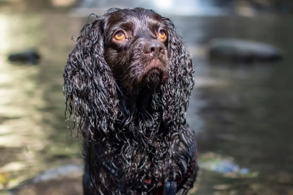 Boykin Spaniel grooming Boykin Spaniel grooming