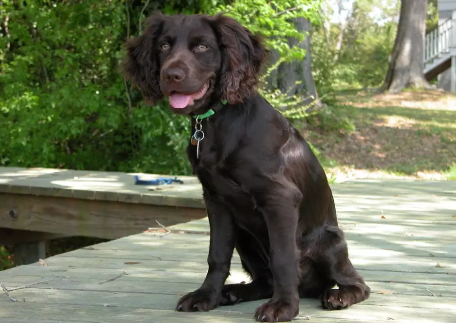Boykin Spaniel price