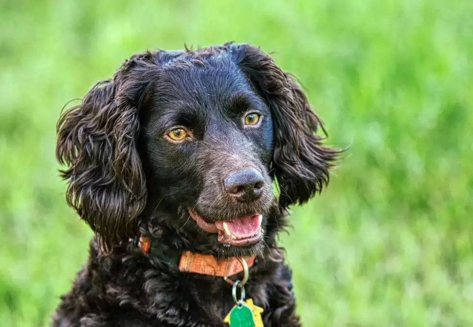 Boykin Spaniel color genetics Boykin Spaniel color genetics