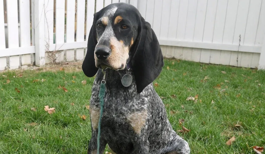 hound dog vocalization hound dog vocalization