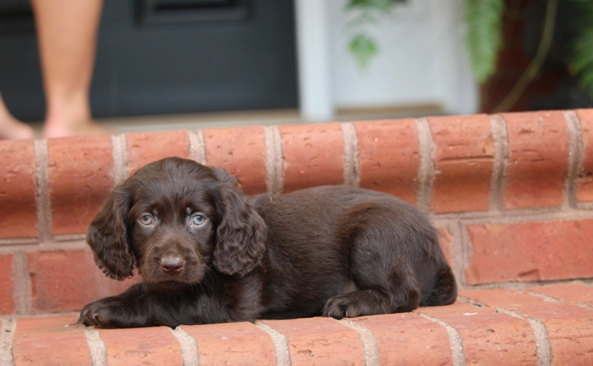 Boykin Spaniel training