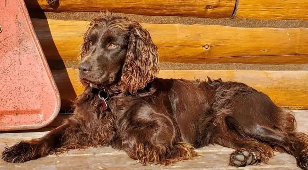 boykin spaniel cons boykin spaniel cons