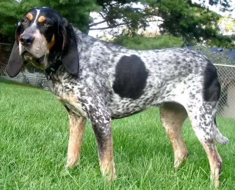 Bluetick Coonhound price Bluetick Coonhound price