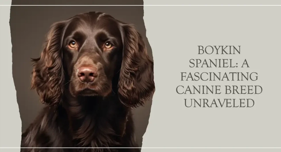 boykin spaniel problems boykin spaniel problems