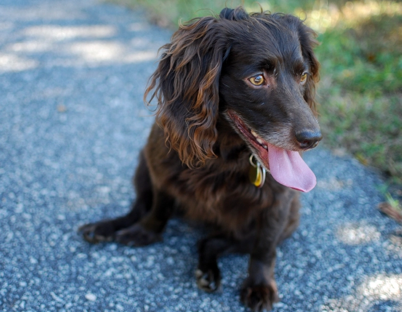 Boykin Spaniel coat types Boykin Spaniel coat types