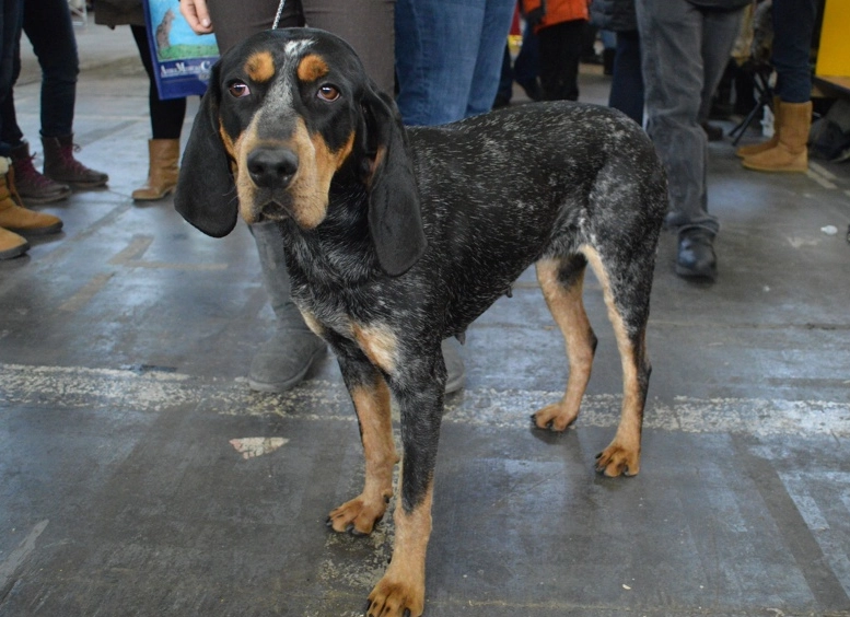 Bluetick Coonhound care Bluetick Coonhound care