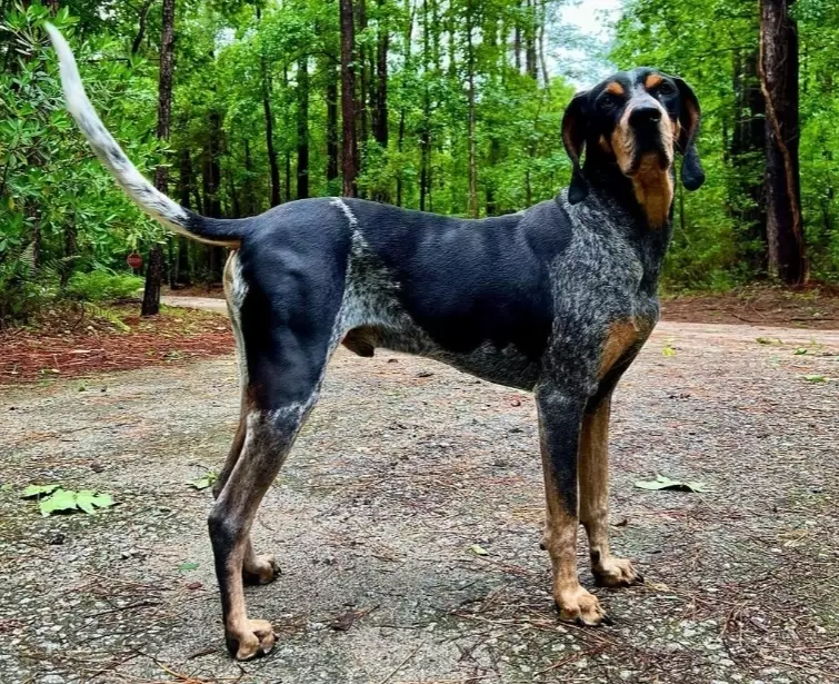 Bluetick Coonhound family dog Bluetick Coonhound family dog