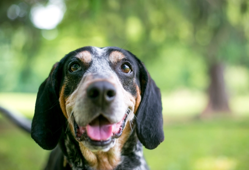 Bluetick Coonhound temperament Bluetick Coonhound temperament