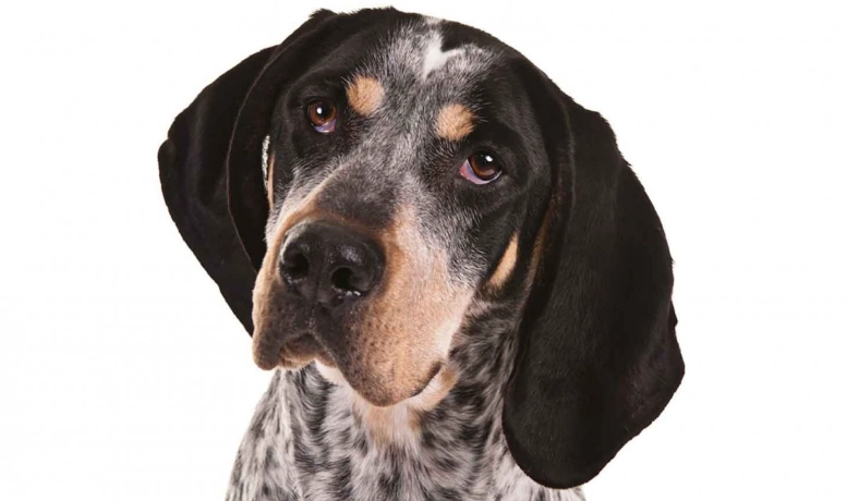 Bluetick Coonhound mix training