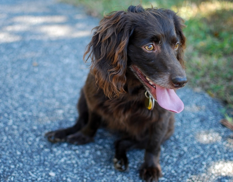 low shedding dog breeds low shedding dog breeds