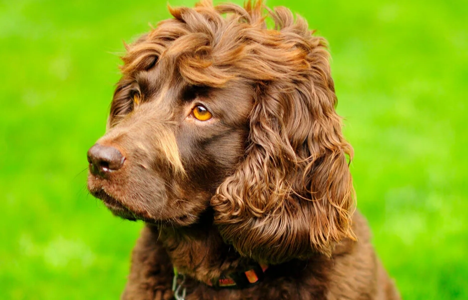 Boykin Spaniel coat types
